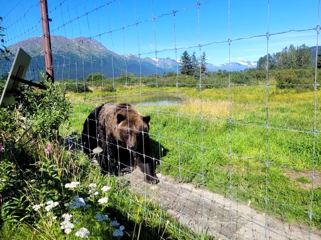 Almost Getting Eaten By a Bear